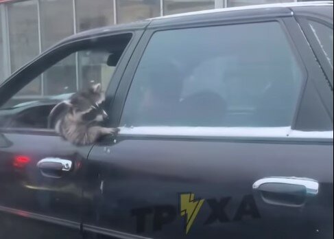 Еноты крадут пиво и пьяные разносят дома жителей города, люди напуганы: "Входит в десятку самых опасных"