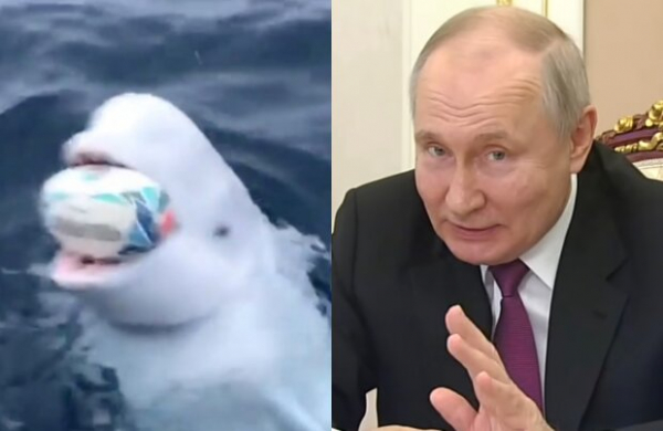 Отсюда и история с комарами: владимир путин тренировал белуг и подсылал их к Норвегии и Швеции с камерами Отсюда и история с комарами: владимир путин тренировал белуг и подсылал их к Норвегии и Швеции с камерами