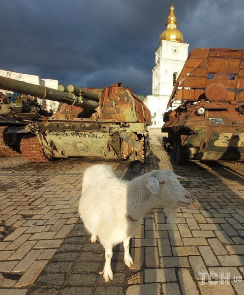 "Боевые козы - не боятся ни танков, ни россиян": в центре Киева весело скакали милые животные
"Боевые козы - не боятся ни танков, ни россиян": в центре Киева весело скакали милые животные