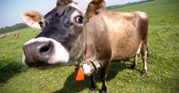 Цены на продукты в Украине достигли рекордов: килограмм сметаны стоит как ужин в ресторане