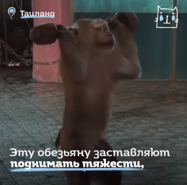 Обезьяну пытками пытаются превратить в спортсмена - дикая жестокость для развлечения туристов Обезьяну пытками пытаются превратить в спортсмена - дикая жестокость для развлечения туристов