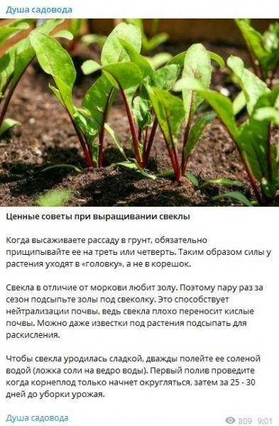 Как вырастить огромный урожай свеклы: хватит для борща и "шубы" на целый год