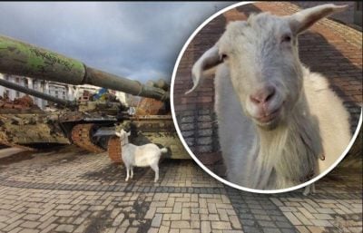 "Боевые козы - не боятся ни танков, ни россиян": в центре Киева весело скакали милые животные
"Боевые козы - не боятся ни танков, ни россиян": в центре Киева весело скакали милые животные