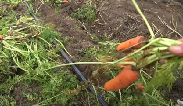 Морковь завалит урожаем - только подставляйте корзины: чем удобрить ряды овоща уже сейчас Морковь завалит урожаем - только подставляйте корзины: чем удобрить ряды овоща уже сейчас
