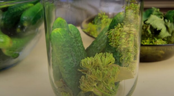 Никогда не берите эти огурцы в консервацию: получится безвкусная мягкая масса, а не хрустящая вкусняшка Никогда не берите эти огурцы в консервацию: получится безвкусная мягкая масса, а не хрустящая вкусняшка