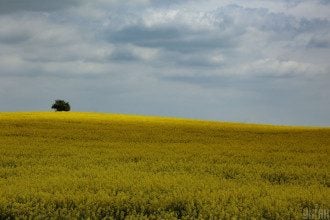 Украина запускает рынок земли: Шмыгаль анонсировал скачок цен
Украина запускает рынок земли: Шмыгаль анонсировал скачок цен