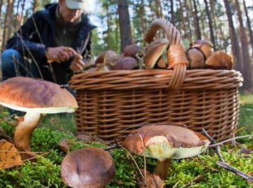 Как не отравиться грибами в разгар сезона: важные советы Как не отравиться грибами в разгар сезона: важные советы