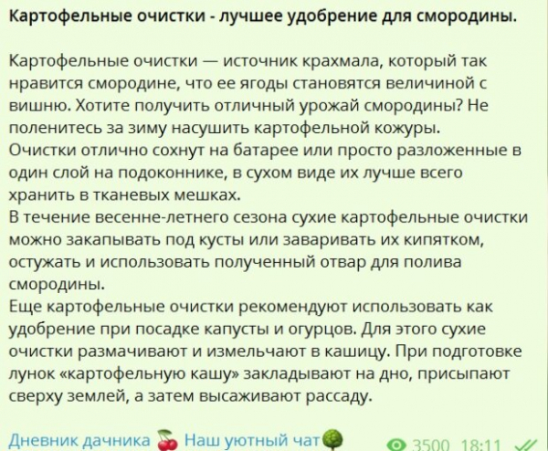 Рецепт идеального удобрения для смородины: достаточно не выкидывать очистки от корнеплода