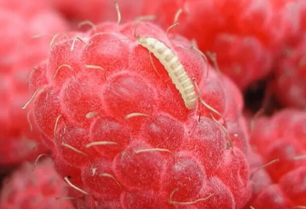 Почему возникает хлороз, дидимелла и костянка на малине: методы лечения кустов, для увеличения урожая на 60% Почему возникает хлороз, дидимелла и костянка на малине: методы лечения кустов, для увеличения урожая на 60%