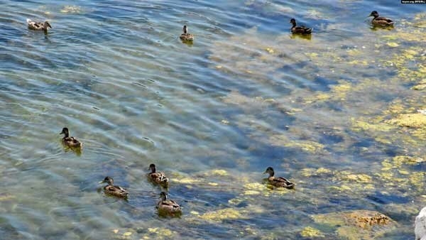 Грязь, вонь и покрышки в море: Крым превращается в помойку из-за жестокости оккупантов