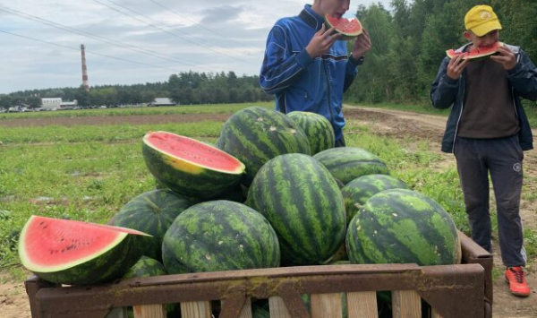 Арбуз с косточками - полезно или опасно: эксперты наконец дали ответ про летнюю ягоду