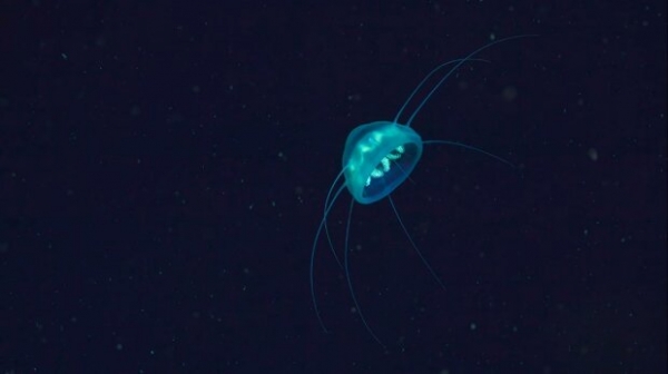 Биолюминесцентный осьминог и длиннохвостый морской огурец – океанологи открыли уникальных существ у берегов Австралии Биолюминесцентный осьминог и длиннохвостый морской огурец – океанологи открыли уникальных существ у берегов Австралии