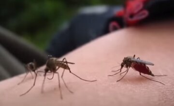 Смертельный вирус приближается: комары становятся переносчиками опасной болезни Смертельный вирус приближается: комары становятся переносчиками опасной болезни
