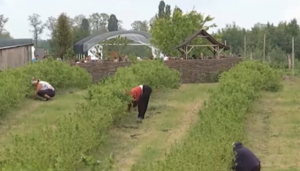 Главное за ночь: драка "Отелло" из Рады, ураган в Украине, мошеннические схемы против заробитчан в Польше Главное за ночь: драка "Отелло" из Рады, ураган в Украине, мошеннические схемы против заробитчан в Польше