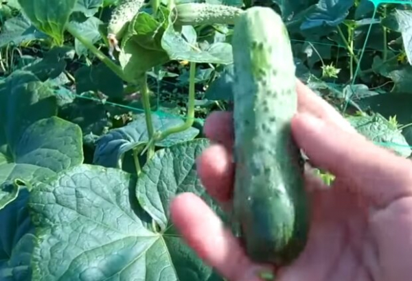 Ровные и хрустящие огурцы будут с каждой грядки: простое удобрение, которое поможет в огороде
