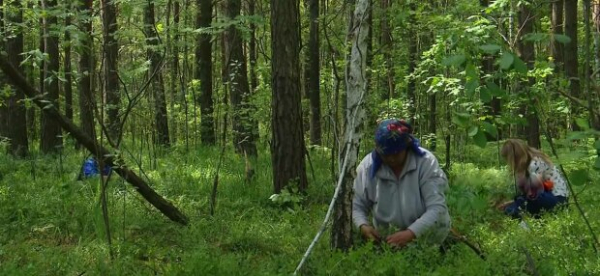 Защитит от бедной зимы с болезнями: чем полезна черника и за сколько можно продать на рынке