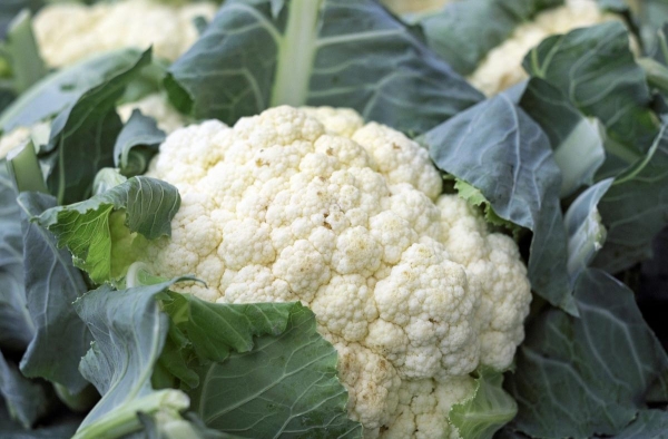 Диетологи назвали 9 непопулярных супер продуктов, о которых все забыли
Диетологи назвали 9 непопулярных супер продуктов, о которых все забыли