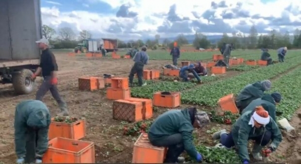 Заробитчане попали в "трудовое рабство" в Польше - "Спим на досках, кормят только картошкой"