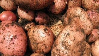 Аграрии бьют тревогу и предупреждают об исчезновении популярного продукта украинцев
