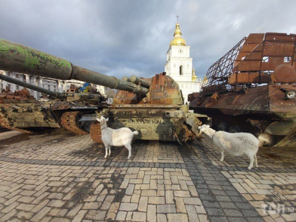 "Боевые козы - не боятся ни танков, ни россиян": в центре Киева весело скакали милые животные
"Боевые козы - не боятся ни танков, ни россиян": в центре Киева весело скакали милые животные