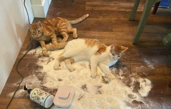 Присмотритесь к своему котику - возможно это источник богатства: какие пушистики принесут удачу Присмотритесь к своему котику - возможно это источник богатства: какие пушистики принесут удачу