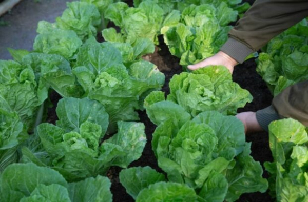 Грядки не удобрили и рассаду не сделали: как, несмотря на это получить потрясающий урожай капусты Грядки не удобрили и рассаду не сделали: как, несмотря на это получить потрясающий урожай капусты
