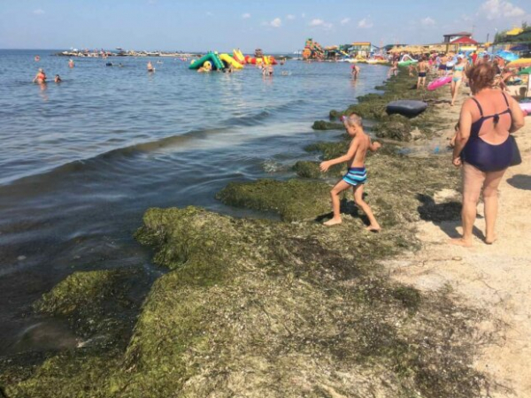 В придачу к медузам: украинский курорт страдает от очередной напасти В придачу к медузам: украинский курорт страдает от очередной напасти
