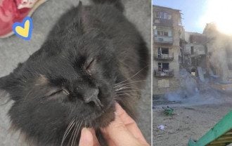 Настоящее чудо: из-под завалов в Горенке достали живого кота
