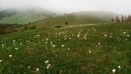 В Карпатах массово зацвела занесенная в Красную книгу анемона В Карпатах массово зацвела занесенная в Красную книгу анемона