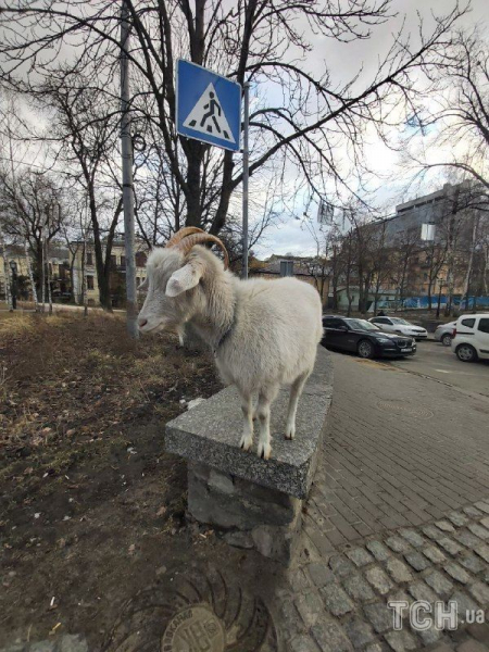 "Боевые козы - не боятся ни танков, ни россиян": в центре Киева весело скакали милые животные
"Боевые козы - не боятся ни танков, ни россиян": в центре Киева весело скакали милые животные