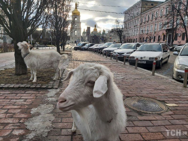 "Боевые козы - не боятся ни танков, ни россиян": в центре Киева весело скакали милые животные
"Боевые козы - не боятся ни танков, ни россиян": в центре Киева весело скакали милые животные