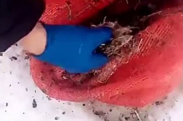 Птицефабрика спускает в реку отходы после забоя куриц: вода грязная, с отрезанными лапками и перьями Птицефабрика спускает в реку отходы после забоя куриц: вода грязная, с отрезанными лапками и перьями