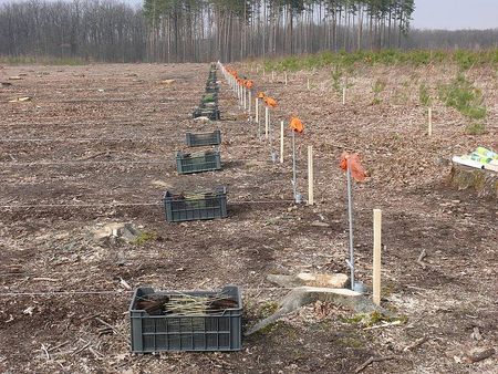 В Винницкой области этой весной планируют высадить более 5 миллионов деревьев В Винницкой области этой весной планируют высадить более 5 миллионов деревьев