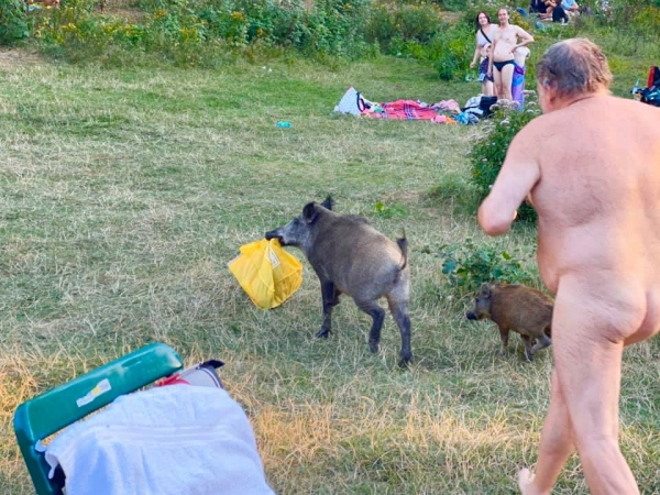 В Германии голый мужчина пытался забрать у кабанов свои вещи: курьезные фото
В Германии голый мужчина пытался забрать у кабанов свои вещи: курьезные фото