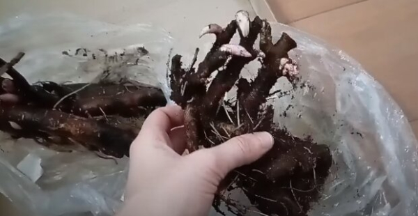 Обязательно в начале сентября: что нужно сделать с пионами сейчас, чтоб кусты пережили зиму Обязательно в начале сентября: что нужно сделать с пионами сейчас, чтоб кусты пережили зиму