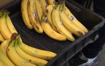 Сливовой пирог без сахара: простой и вкусный рецепт для всей семьи Сливовой пирог без сахара: простой и вкусный рецепт для всей семьи