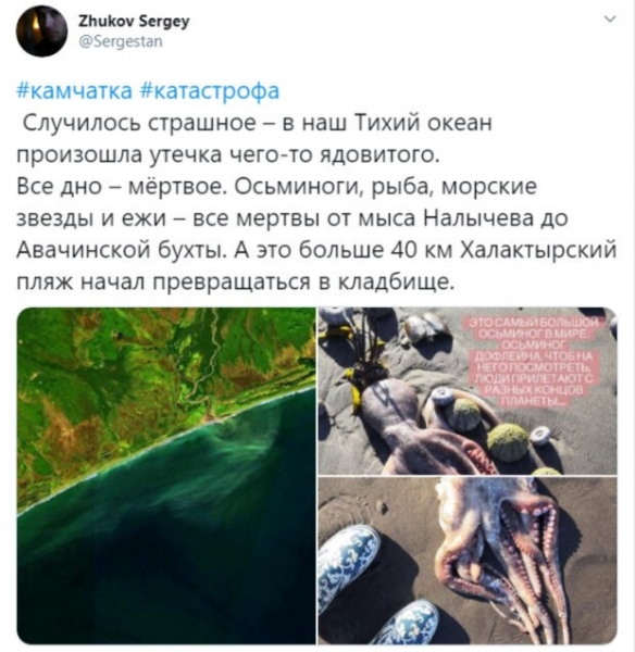 Бездыханные тела усыпали побережье, люди не могут прийти в себя от шока: "Все мертвы" Бездыханные тела усыпали побережье, люди не могут прийти в себя от шока: "Все мертвы"