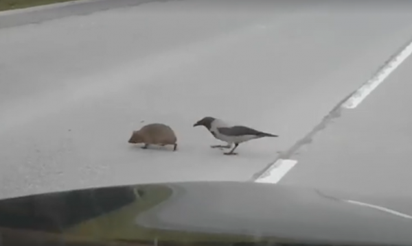 
Видео с вороной и ежом на дороге стало хитом интернета
 