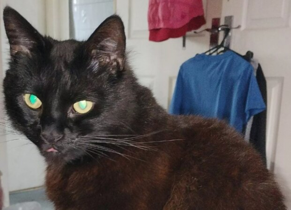 Кошка притащила в дом своей хозяйки гигантского тарантула: самое ужасное то, что он потерялся Кошка притащила в дом своей хозяйки гигантского тарантула: самое ужасное то, что он потерялся