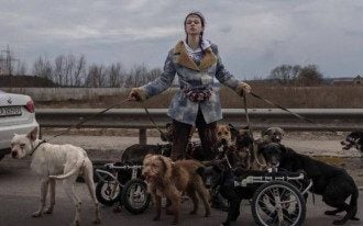 Пожертвовала собой ради спасения собак: душераздирающая история из осажденного Ирпеня
Пожертвовала собой ради спасения собак: душераздирающая история из осажденного Ирпеня