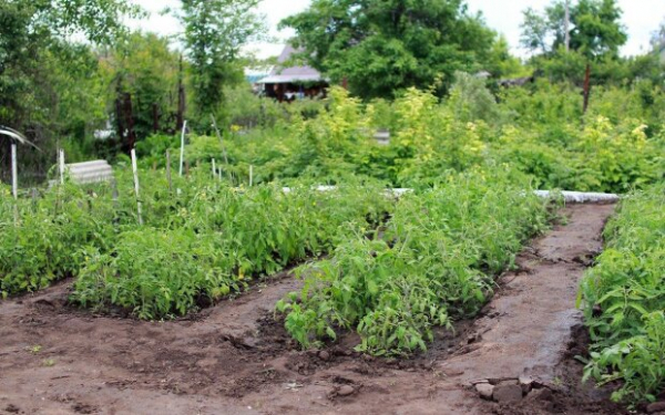 Почему бархатцы нужно закапывать на огороде осенью: совет на вес золота Почему бархатцы нужно закапывать на огороде осенью: совет на вес золота