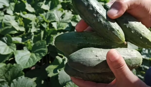 Ровные и хрустящие огурцы будут с каждой грядки: простое удобрение, которое поможет в огороде