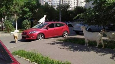 "Боевые козы - не боятся ни танков, ни россиян": в центре Киева весело скакали милые животные
"Боевые козы - не боятся ни танков, ни россиян": в центре Киева весело скакали милые животные