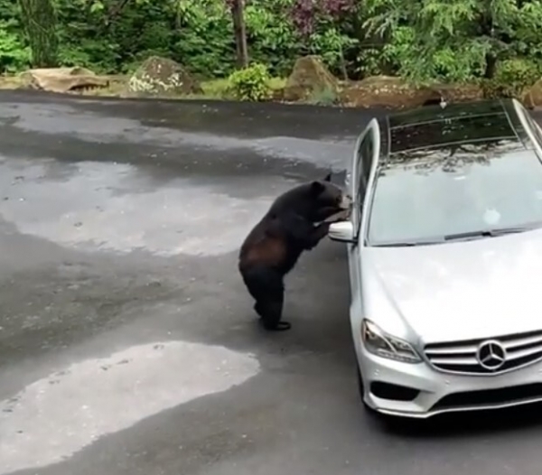 Медведь хотел залезть в Mercedes, но его спугнули
Медведь хотел залезть в Mercedes, но его спугнули