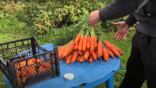 Морковь будет лежать до 8 месяцев и не сгниет: как правильно хранить овощ после сбора урожая Морковь будет лежать до 8 месяцев и не сгниет: как правильно хранить овощ после сбора урожая