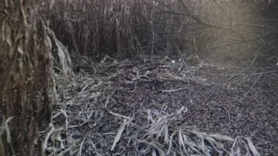"Боевые козы - не боятся ни танков, ни россиян": в центре Киева весело скакали милые животные
"Боевые козы - не боятся ни танков, ни россиян": в центре Киева весело скакали милые животные