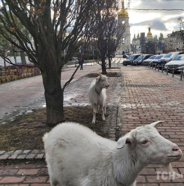 "Боевые козы - не боятся ни танков, ни россиян": в центре Киева весело скакали милые животные
"Боевые козы - не боятся ни танков, ни россиян": в центре Киева весело скакали милые животные