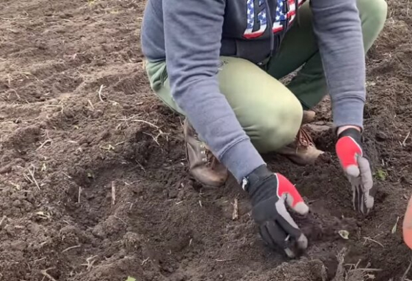 В огороде куча дел: что нужно сделать с грядками в сентябре, иначе останетесь без урожая