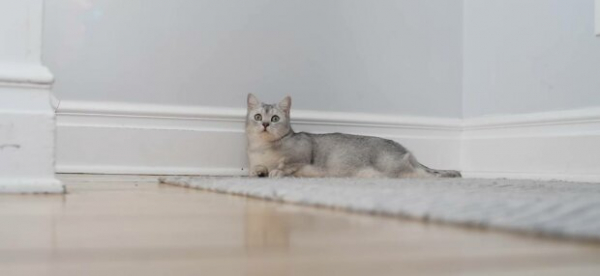 Почему котики живучее при падении с большой высоты: сон на подоконнике обернется трагедией