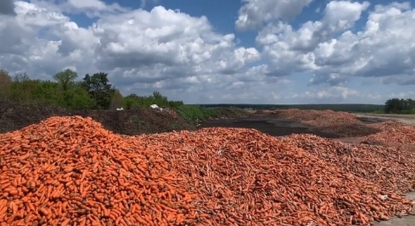 Не смог продать: под Киевом фермер выбросил тонны моркови